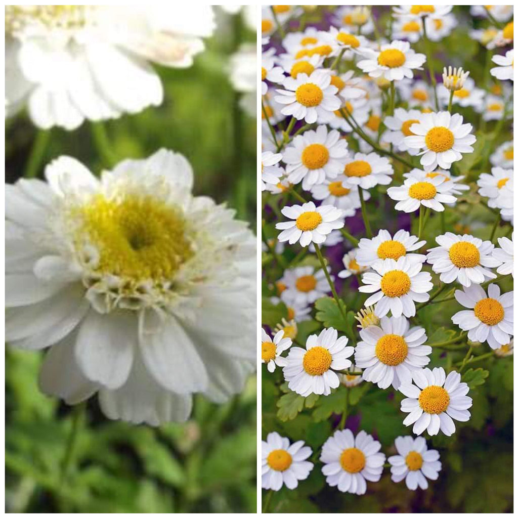 3 x Feverfew (Tanacetum parthenium) medicinal perennial wildflower XL plug plants