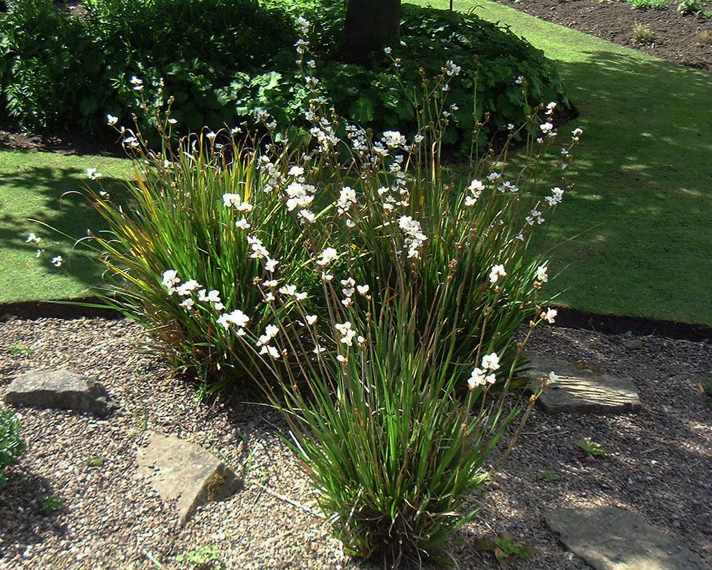 50 x Libertia grandiflora hardy evergreen flowering perennial seeds