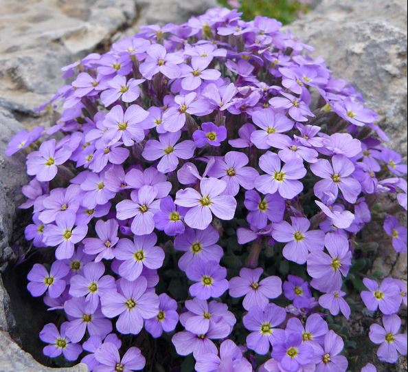 3 x Lilac Aubretia Flowered hardy perennial bare root XL plug plants