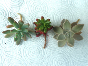 3 x Unrooted Healthy Succulent Echeveria offset cuttings