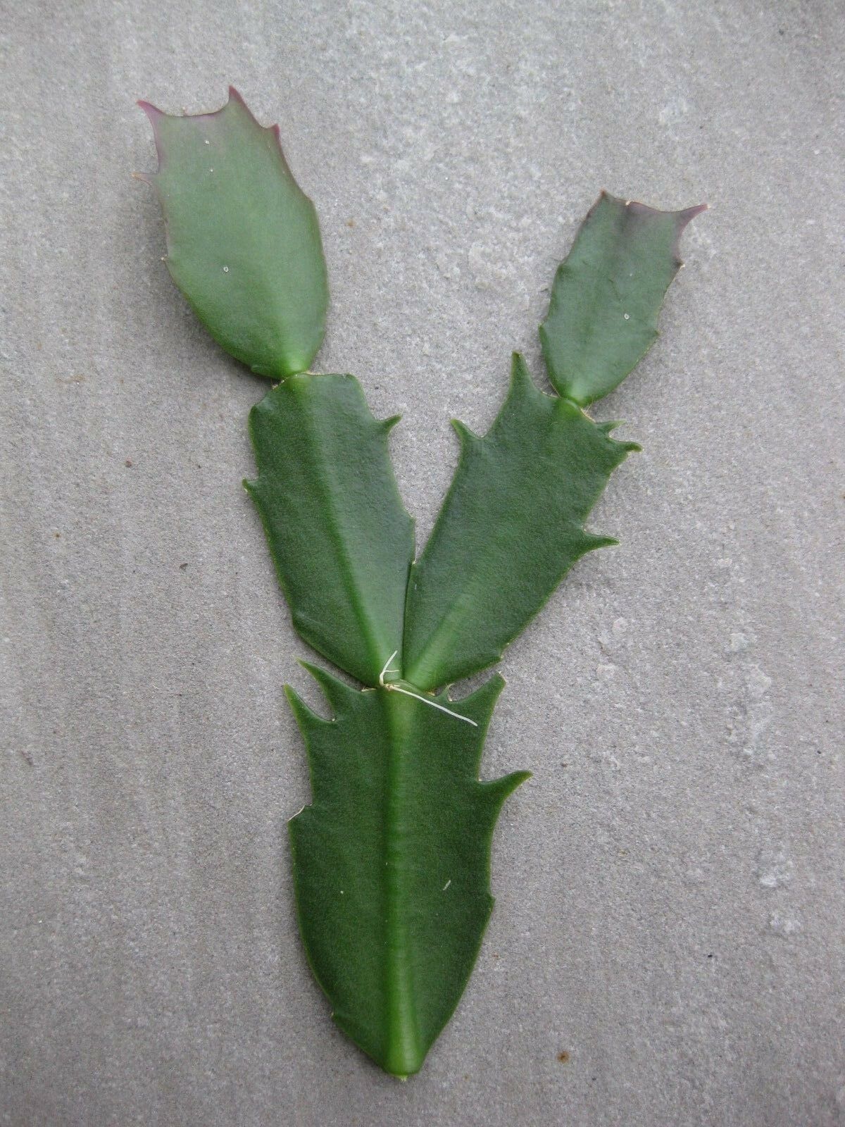 3 x Pale Pink Christmas Cactus (Schlumbergera Truncata) epiphytes cuttings