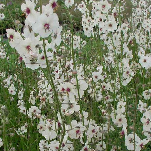 3 x Verbascum blattaria f. albiflorum 'White Moth Mullein' garden ready plants