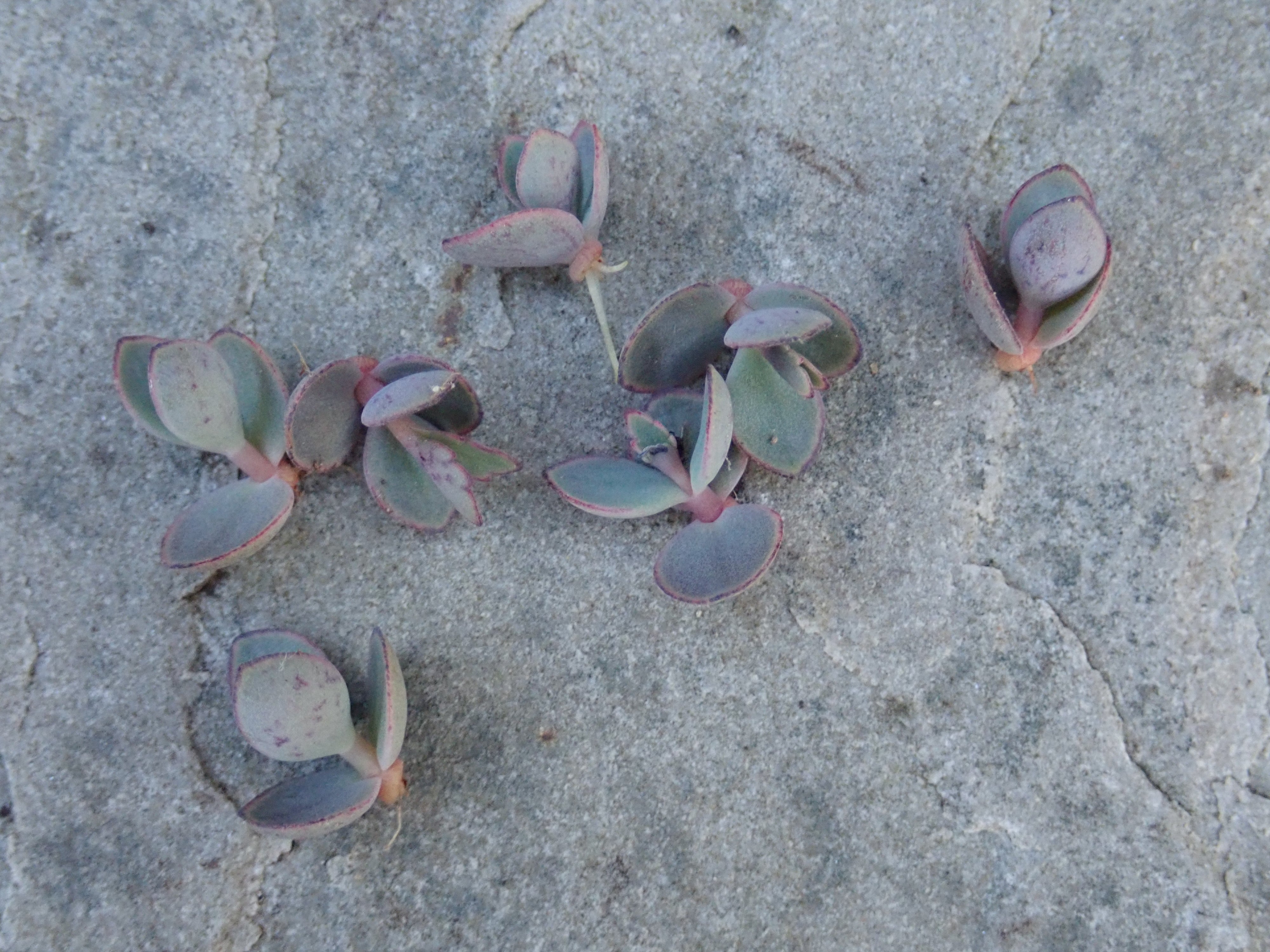 RARE: 20 x Mother Of Millions tiny plantlets offsets (Kalanchoe Tubiflora)