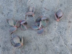 RARE: 20 x Mother Of Millions tiny plantlets offsets (Kalanchoe Tubiflora)