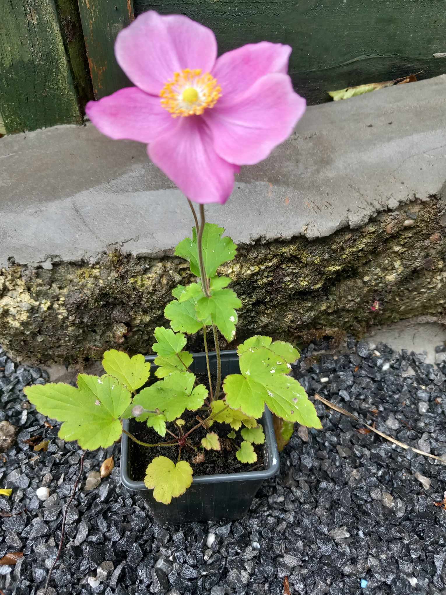 3 x Hadspen Abundance 'Japanese windflower' (Anemone hupehensis) established young plants