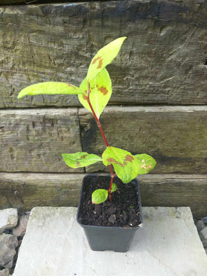 2 x Persicaria virginiana var. filiformis 'Jumpseed' established bare root young plants
