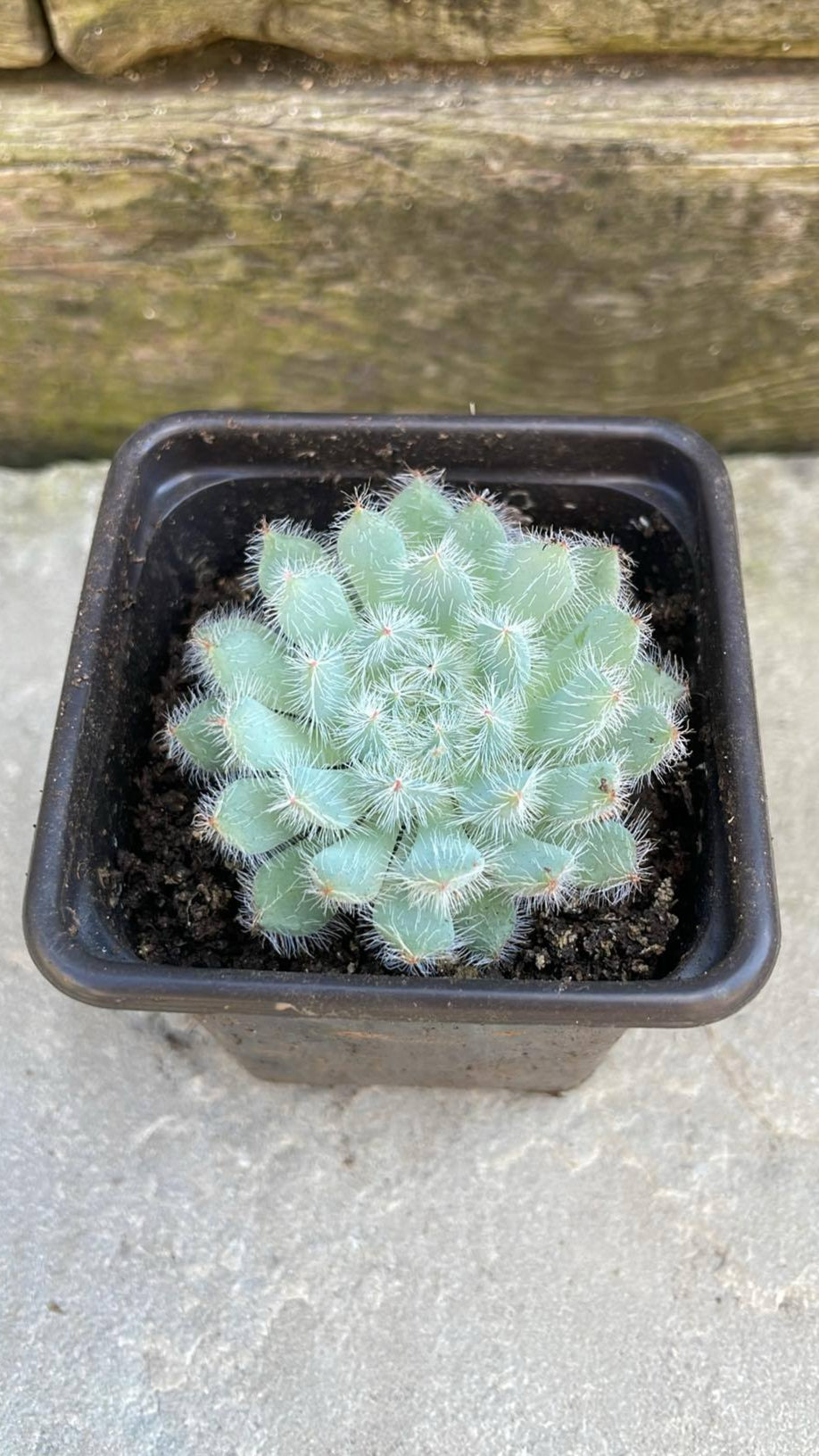 1 x potted Echeveria 'Tarantula' established young plant