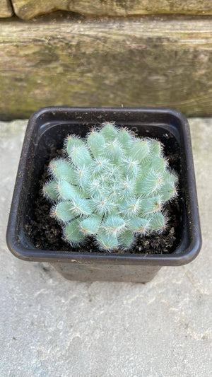 1 x potted Echeveria 'Tarantula' established young plant