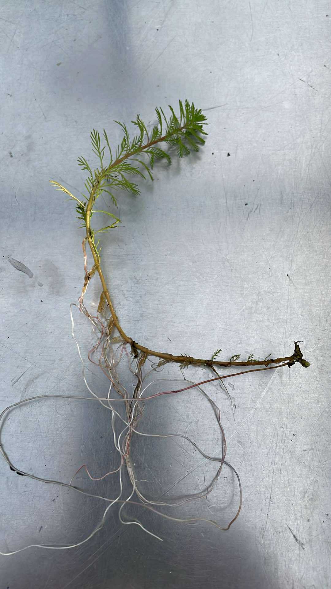 10 x Red Stemmed Parrot's Feather (Myriophyllum rubricaule) weighted oxygenating weed