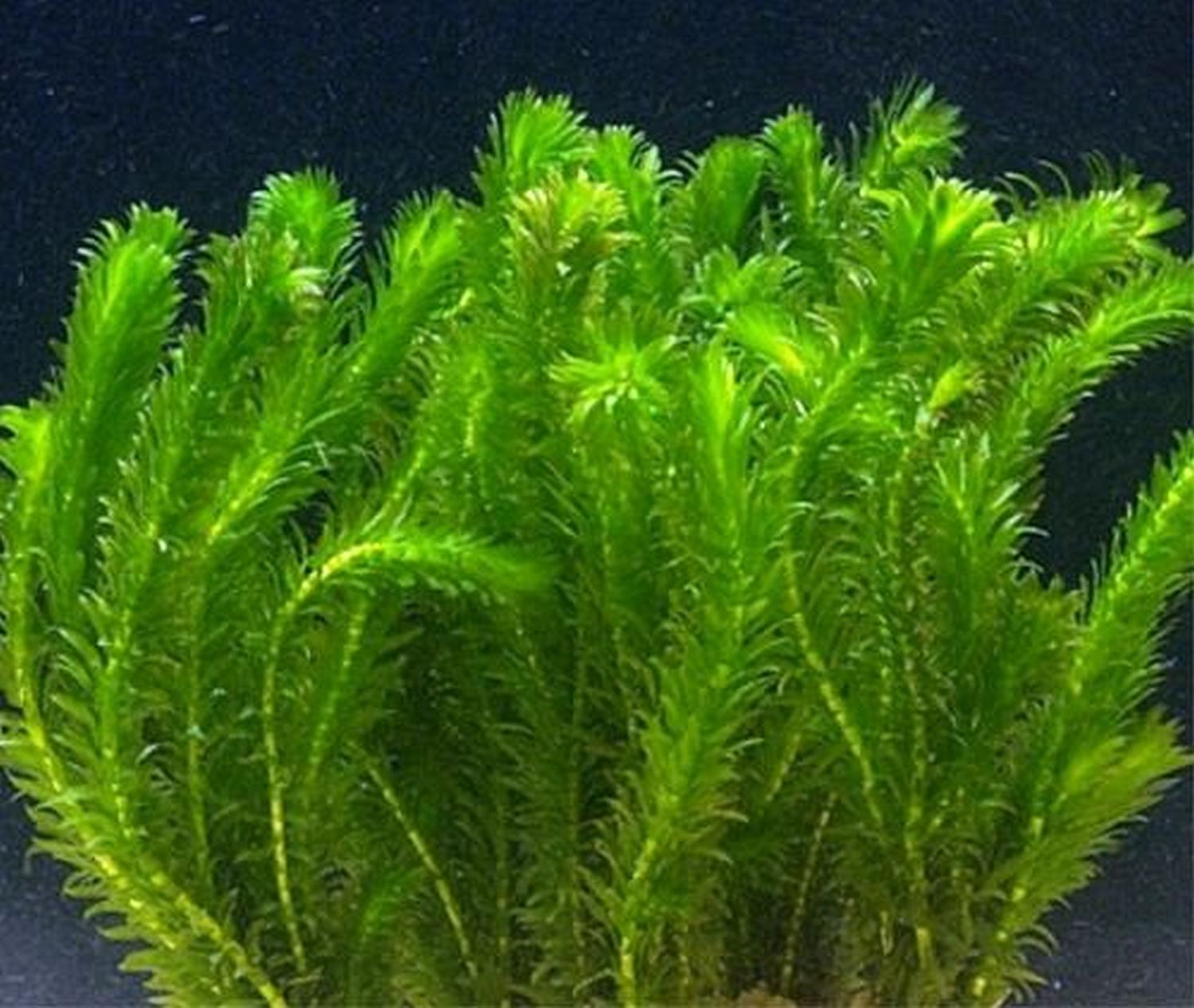 10 x Elodea Densa Waterweed Oxygenating Pond Tropical Aquarium weighted plants