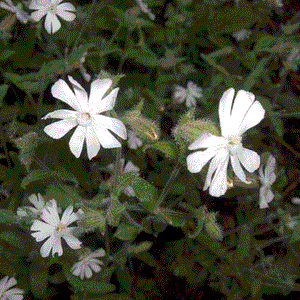 6 x Night flowering catchfly (Silene noctiflora) established native plug plants