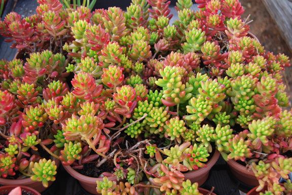 25 x Red & Green Jellybean succulent plant (Sedum rubrotinctum) unrooted leaves