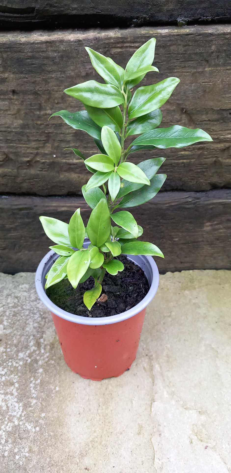 2 x Christmas Box (Sarcococca confusa) established young fragrant shrub plants