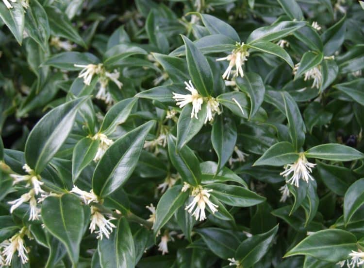 2 x Christmas Box (Sarcococca confusa) established young fragrant shrub plants