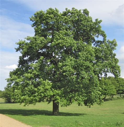 3 x Native English Oak (Quercus) acorn Sapplings hedging 15 - 20 cms high