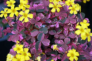 Established flowering potted houseplant Oxalis Vulcanicola 'Plum Crazy'