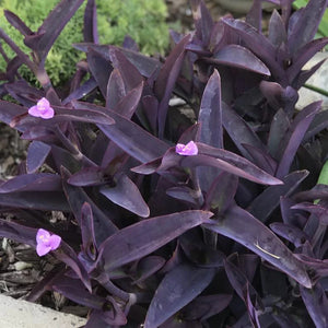 1 x Rooted Tradescantia pallida 'Purpurea' 'Purple Heart' houseplant cutting