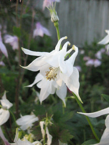 20 x Aquilegia vulgaris 'Munstead White' hardy perennial seeds