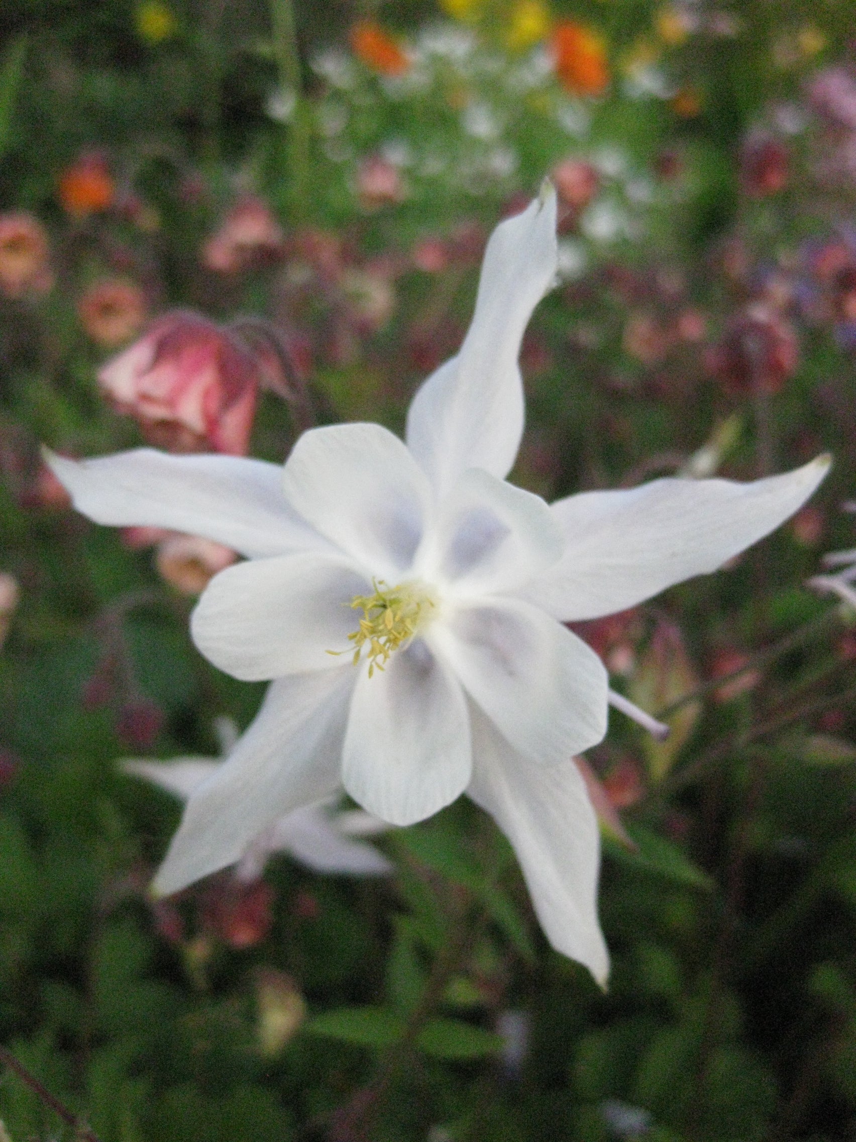 20 x Aquilegia vulgaris 'Munstead White' hardy perennial seeds