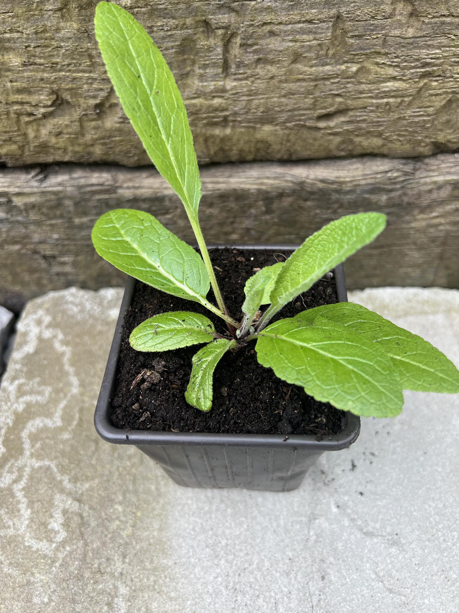 3 x White Velvet Mullein (Verbascum nigrum v. Album) bare root established plants