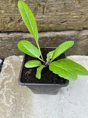 3 x White Velvet Mullein (Verbascum nigrum v. Album) bare root established plants