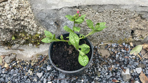 2 x Lungwort (Pulmonaria) BARE ROOT established Spring flowering plants