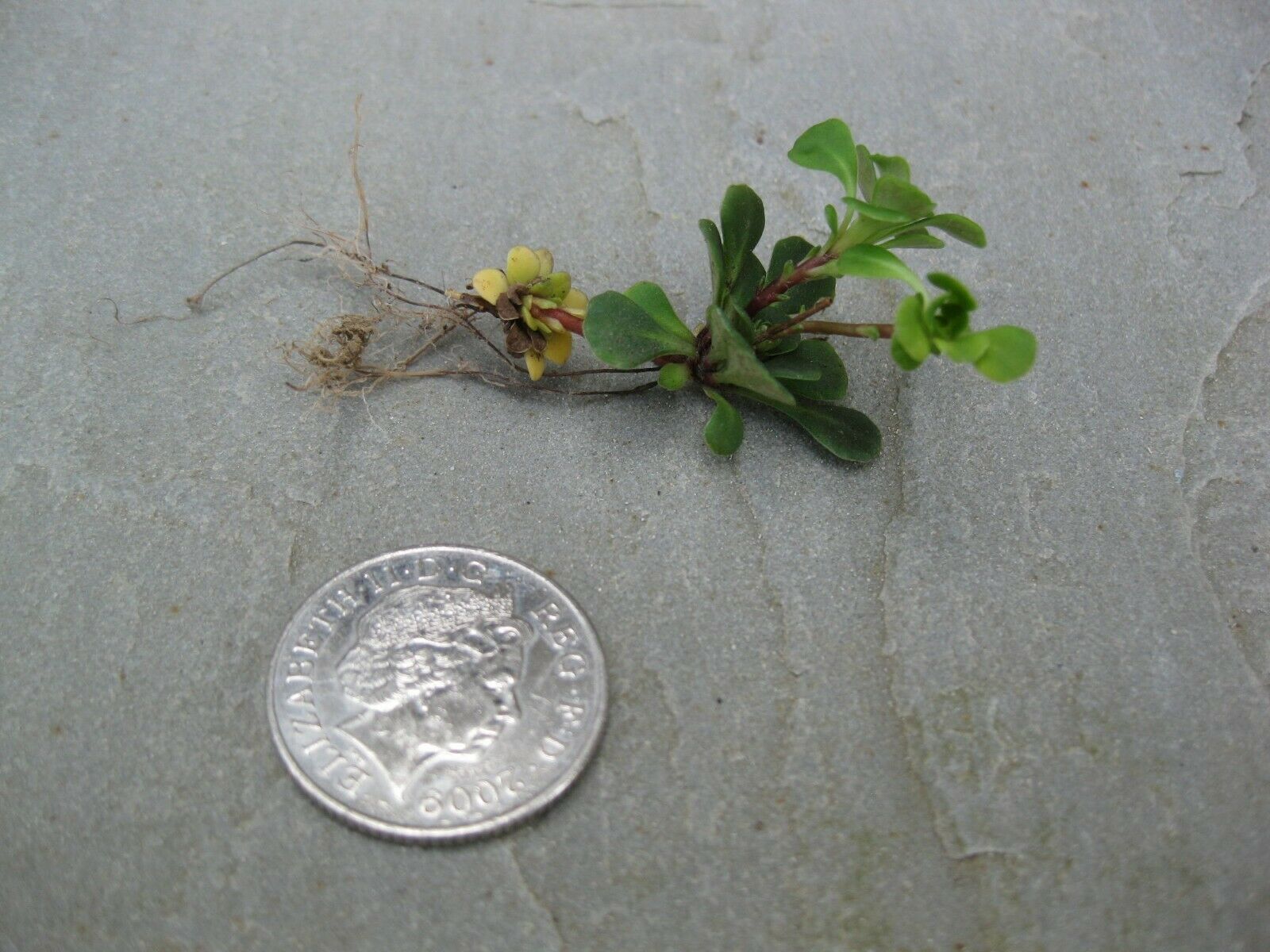 6 x Lesser London Pride Saxifraga Cuneifolia Hardy bare root alpine offsets
