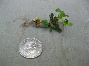 6 x Lesser London Pride Saxifraga Cuneifolia Hardy bare root alpine offsets