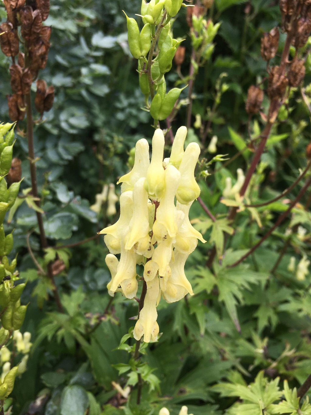 20 x Aconitum 'Lamarckii' Yellow Monkshood, Wolfsbane, perennial flower seeds