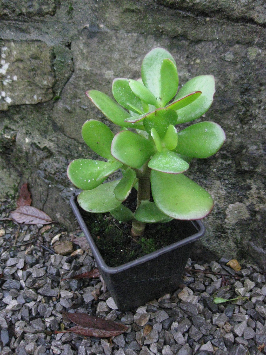 Established Jade plant (Crassula ovata) Money tree houseplant