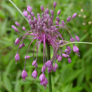 5 x Purple Allium Carinatum ssp pulchellum bulbs 'Keeled garlic'