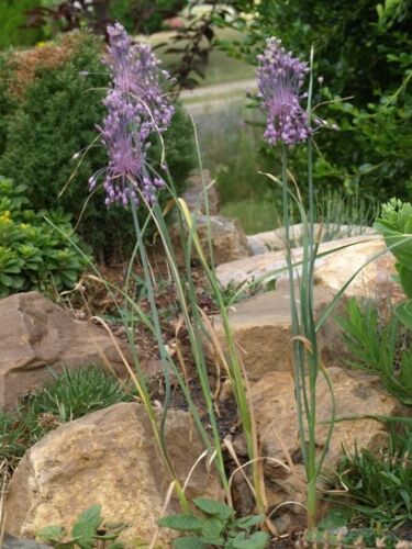 5 x Purple Allium Carinatum ssp pulchellum bulbs 'Keeled garlic'