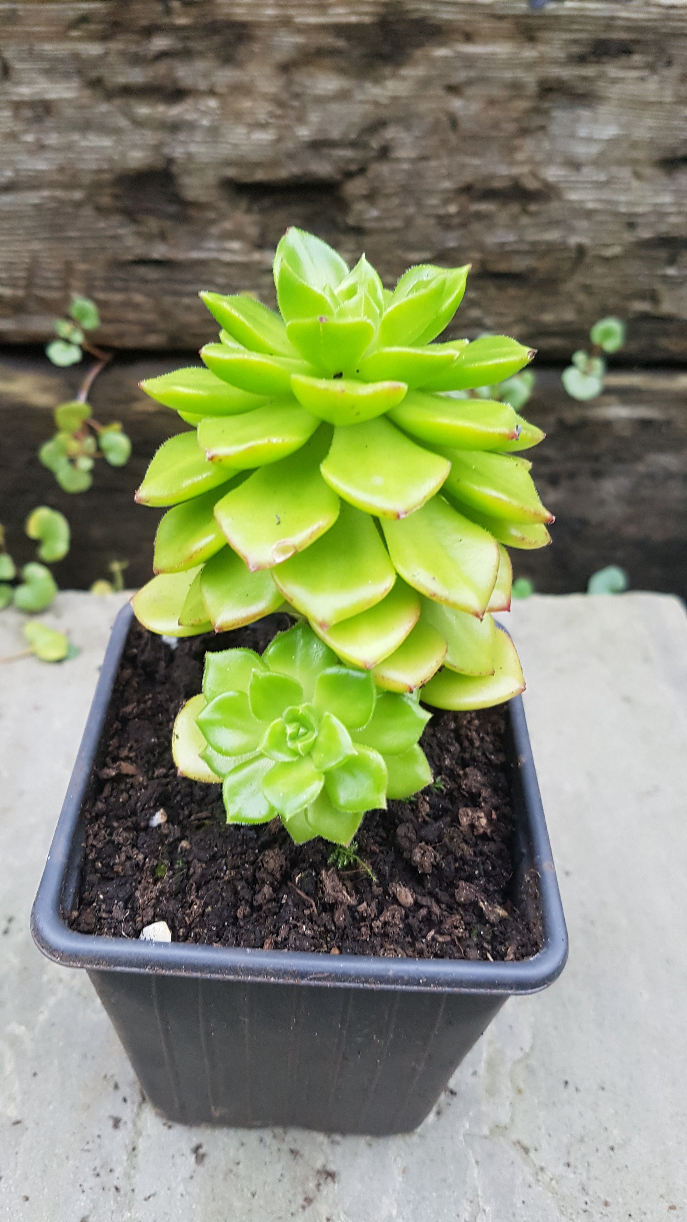 RARE x Sedeveria Letizia evergreen Succulent House Plant Sedum x Echeveria