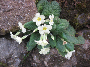 4 x Native Yellow Primrose (Primula Vulgaris) bare root plants