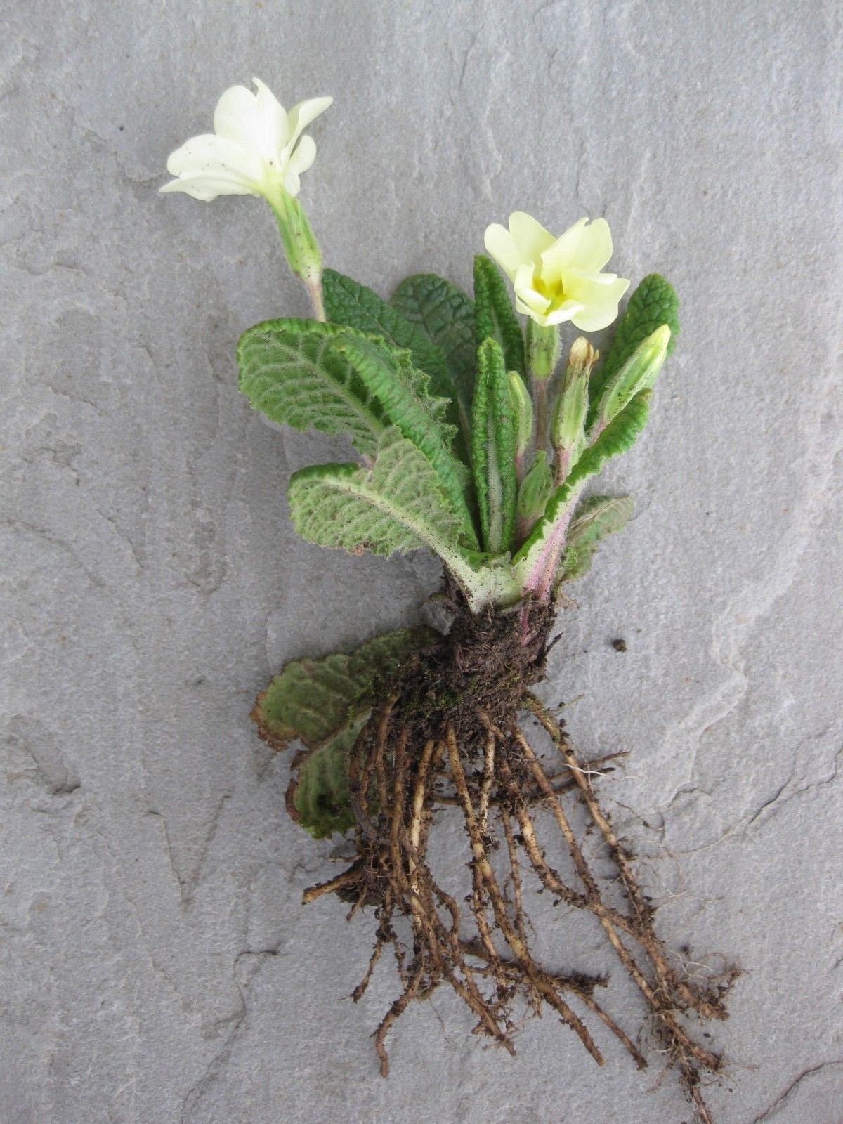 4 x Native Yellow Primrose (Primula Vulgaris) bare root plants