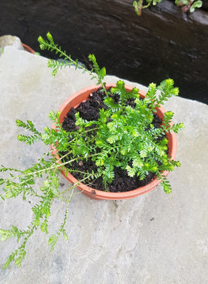 Clubmoss (Selaginella Kraussiana) established potted plant