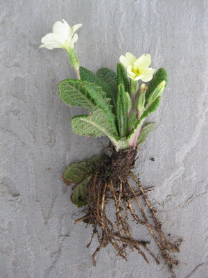 4 x Native Yellow Primrose (Primula Vulgaris) bare root plants