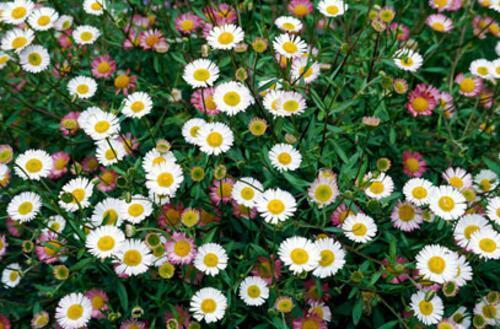 4 x Mexican Fleabane Profusion (Erigeron karvinskianus) young plants