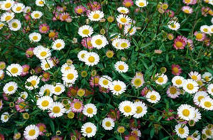 10 x Mexican Fleabane Profusion (Erigeron karvinskianus) young plants