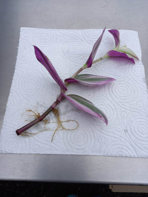 1 x Rooted Tradescantia 'Nanouk' beautiful pink variegated houseplant cutting