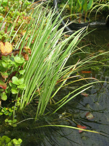 5 x Acorus Gramineus 'Variegatus' bare root pond marginal plants