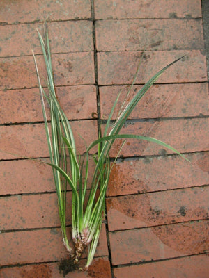 5 x Acorus Gramineus 'Variegatus' bare root pond marginal plants