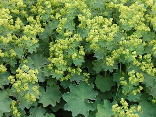 4 x Lady's Mantle (Alchemilla Mollis) bare root XL plug plants