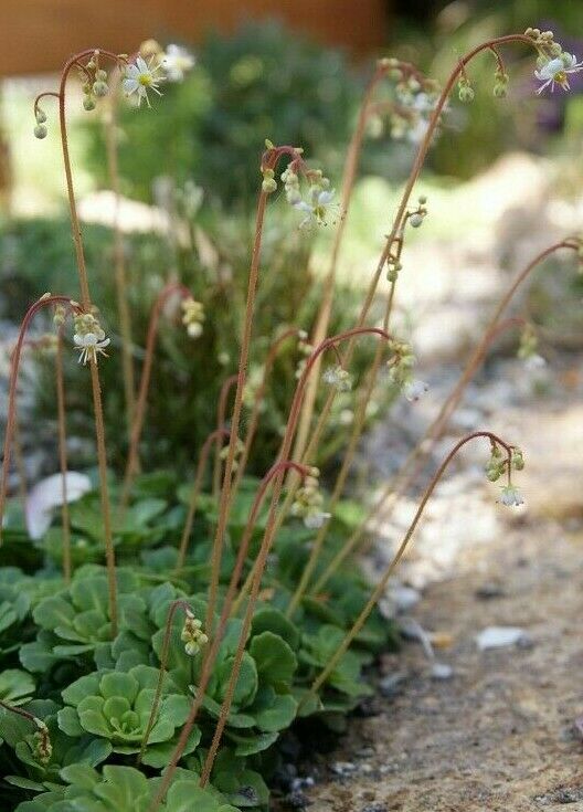 6 x Lesser London Pride Saxifraga Cuneifolia Hardy bare root alpine offsets