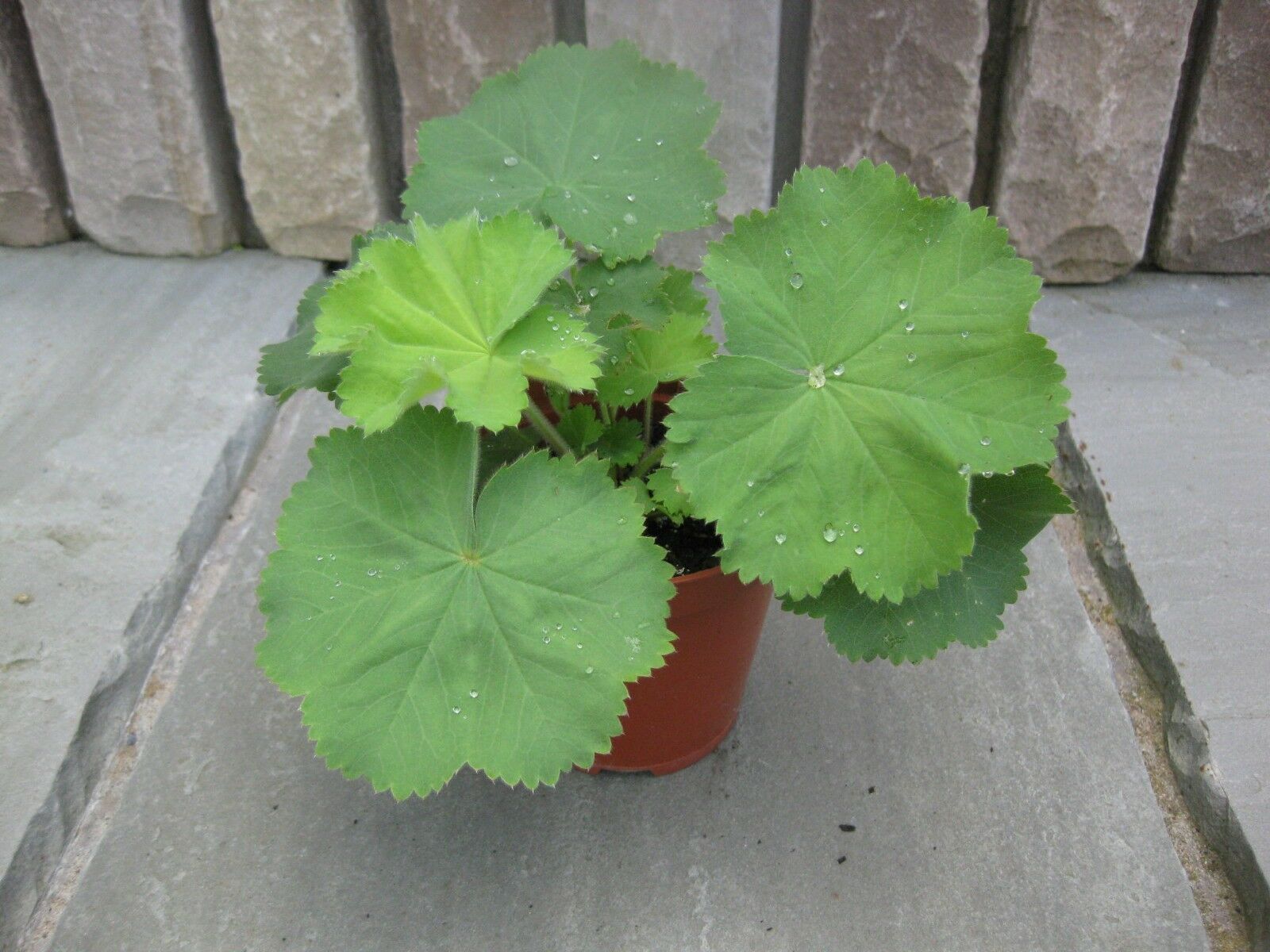 3 x Lady's Mantle (Alchemilla Mollis) bare root plants