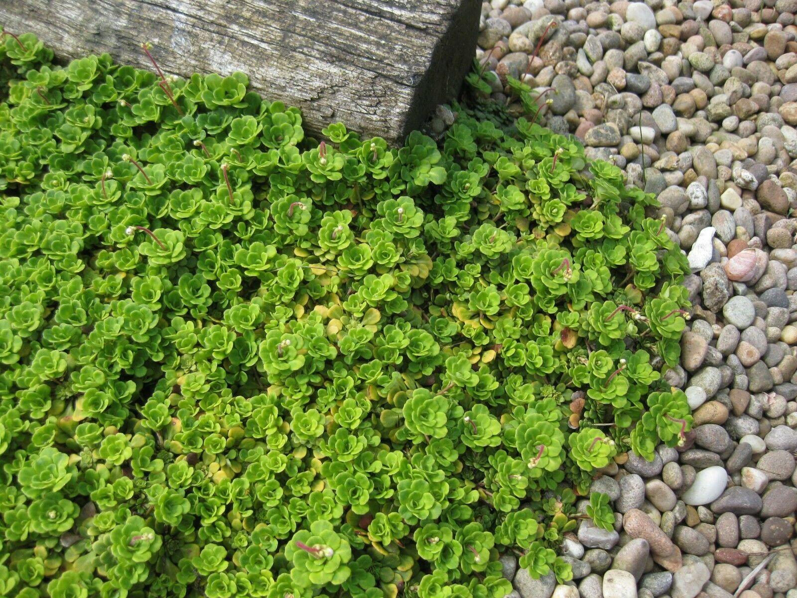 6 x Lesser London Pride Saxifraga Cuneifolia Hardy bare root alpine offsets