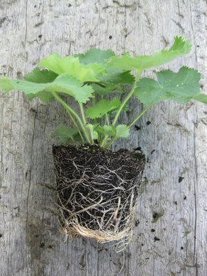 3 x Lady's Mantle (Alchemilla Mollis) bare root plants