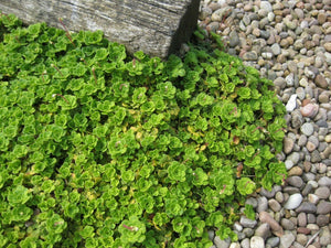 6 x Lesser London Pride Saxifraga Cuneifolia Hardy bare root alpine offsets