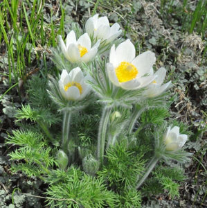 50 x Anemone Pulsatilla Vulgaris 'Alba' hardy perennial seeds