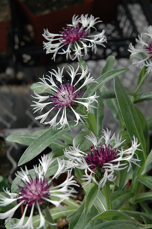 30 x Centaurea Montana 'Amethyst in the Snow' Mountain Cornflower hardy perennial seeds